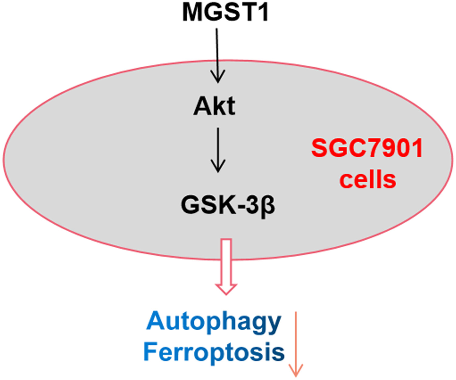 MGST1过表达通过激活Akt/GSK-3β信号通路诱导胃癌细胞增殖，本研究中MGST1过表达等体外实验通过美迪西进行